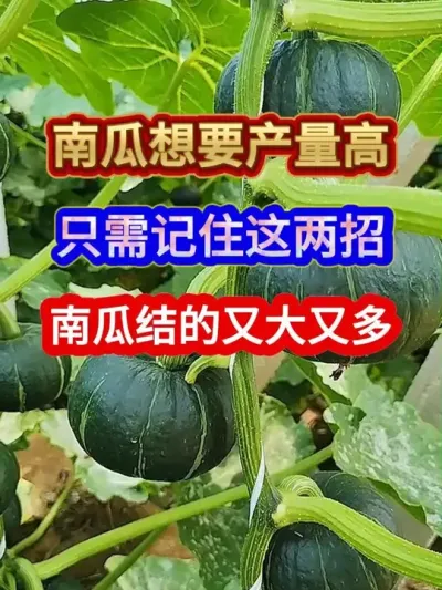 南瓜想要产量高只需记住这两招南瓜结的又大又多 #南瓜种植 #农业种植 #种植小技巧 #服务三农支持三农 #分享农业知识帮农民增产增收