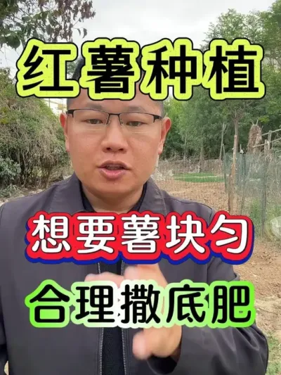 想要红薯薯块匀底肥合理撒 #红薯 #红薯种植 #红薯高产种植 #红薯高产 #种红薯