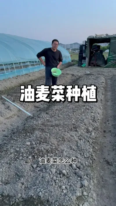 油麦菜如何种植，什么时间种植 