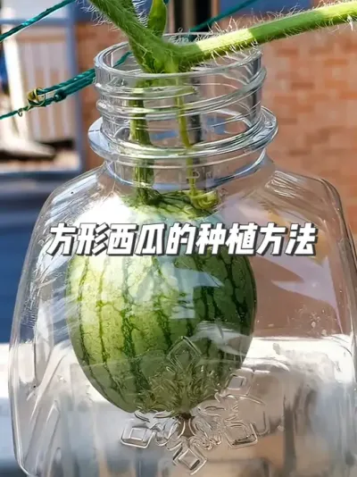 把西瓜塞矿泉水壶里种，真能长出方形瓜？结局太意外了 #种植小技巧 #园艺小妙招 #盆栽西瓜 #自然奇境科普季