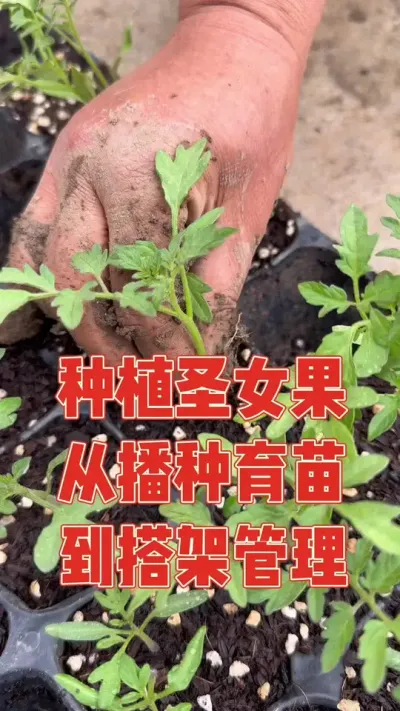 买种子不看包装，红玉圣女果错买成粉玉，无奈只能育苗种下，一个多月了才四片叶子，在大姑姐的帮忙下移栽了24棵，在我的精心照顾下长势飞快，老公帮忙搭架子，忙得不亦乐呼 记录圣女果番茄从播种种植到搭架管理全