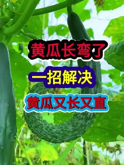 黄瓜长弯了一招解决黄瓜又长又直 #黄瓜种植 #农业种植 #种植小技巧 #三农 #分享农业知识帮农民增产增收