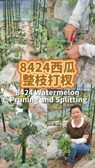 8424西瓜整枝打蔓的方法 西瓜不掐头留两根蔓结瓜，其它侧蔓和子蔓都掐掉#种植小技巧 #阳台种菜 #西瓜种植 #我爱种菜 #我的小菜园