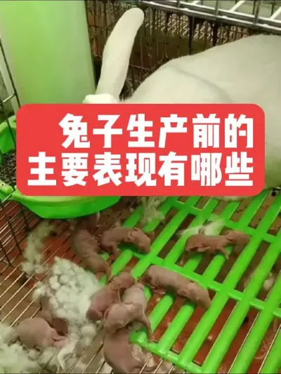 兔子产仔前的主要表现 #三农#养殖#养兔#兔子#养兔子