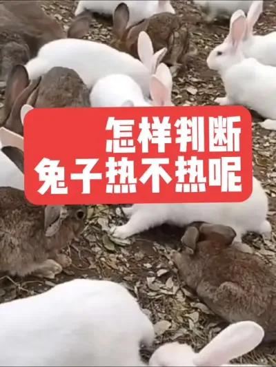怎样判断兔子是不是热呢？ #兔子#三农#养殖#养兔#养兔人