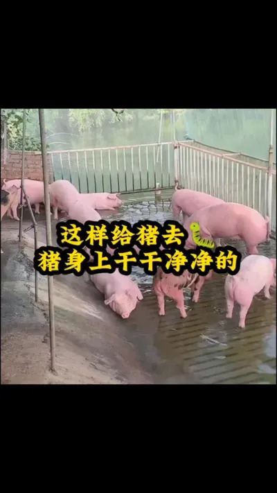 #猪喂什么饲料长得最快 #养猪人不容易 #猪吃什么长的快 #三农养猪人