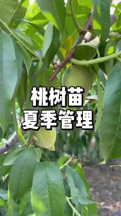 絽Ӧô 