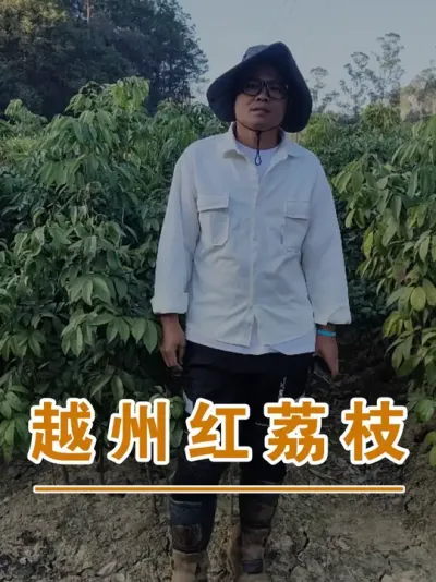 适合粗放管理的越州红荔枝#广西灵山荔枝果苗#农业创业#抖音新农人计划2025#吕老师种果苗