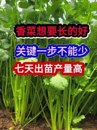 香菜想要长的好关键一步不能少七天出苗产量高 #香菜种植 #香菜种植方法 #农业种植 #种植小技巧 #分享农业知识帮农民增产增收