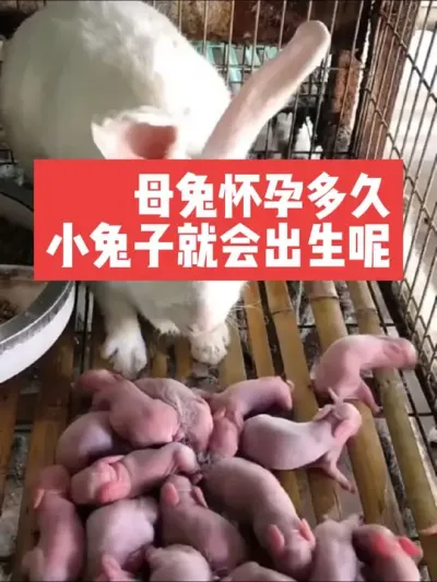 母兔怀孕多久，小兔子就会出生呢？ #三农#养殖#兔子#养兔子#养兔人