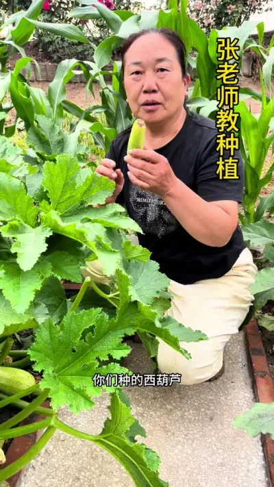 西葫芦为什么容易出现化瓜#农业种植 #西葫芦 #关注我一起学种菜