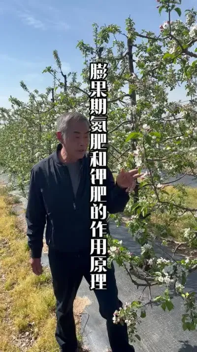 壮果肥消耗的养分比较多！壮果肥用什么肥？ #壮果肥 #苹果用肥 #苹果树管理 #田间地头实操干货 #春耕农技知识