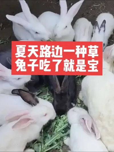 夏天路边一种草，兔子吃了就是宝 #三农#养殖#兔子#养兔#养兔人