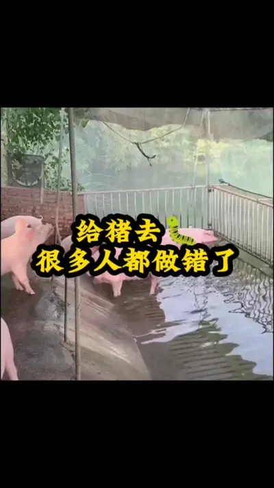 #养猪人 #养猪人不容易 #所有养猪人 #养猪人加油干 #三农养殖
