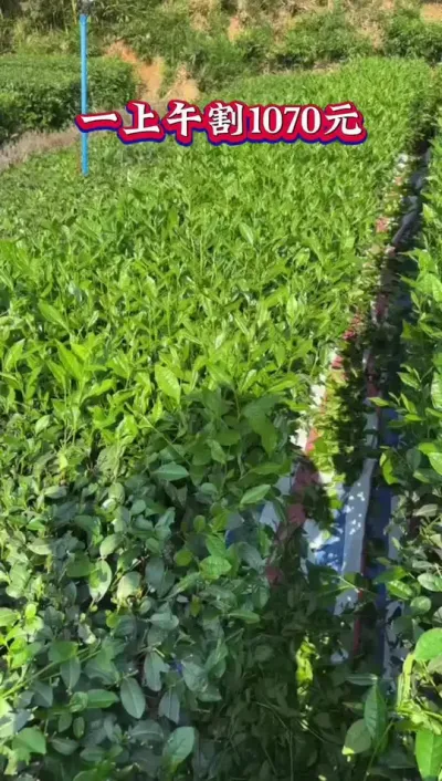 一个上午就能割四五百斤，一天1000多元，#茶树种植小技巧 #茶树种植技术与管理