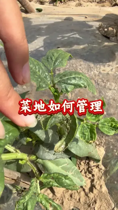 蔬菜种植 菜地如何管理 #蔬菜种植 #蔬菜管理 #蔬菜高产