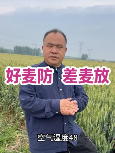好麦防 差麦放 针对这场超强干热风，不是每块麦都还有防干热风的机会。还能防的，请认真防，用对产品、掐准时间！#干热风