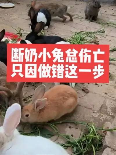 断奶小兔总伤亡，只因做错这一步 #兔子#三农#养殖#养兔#养兔子