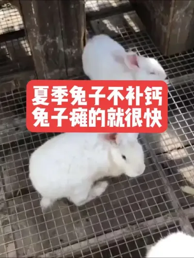 夏季兔子不补钙，兔子瘫的就很快 #三农#养殖#兔子#养兔子#养兔人