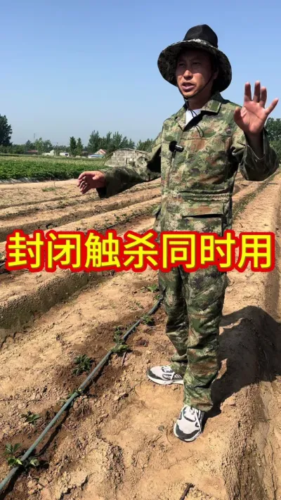 #草莓苗种苗 #草莓育苗技术 #草莓种植技术