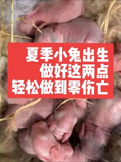 夏季小兔出生做好这两点，轻松做到零伤亡 #三农#养殖#兔子#养兔子#养兔人