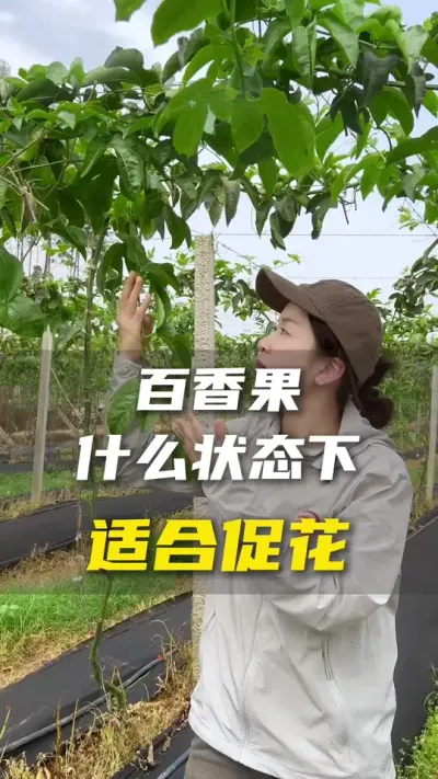 我的百香果苗足够高就能促花了？#百香果#百香果种植技术#农业种植#三农#抖音助农