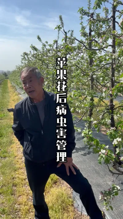 苹果花期结束，病虫害如何预防管理 #苹果花期管理 #苹果病虫害防治 #苹果种植 #田间地头实操干货 #来抖音学农技