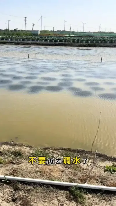 不要再去相信不花一分一毛去调水了，都是你把当韭菜。#螃蟹养殖 #大闸蟹养殖 #鱼虾蟹养殖 #三农 #粪净肽 @DOU+小助手