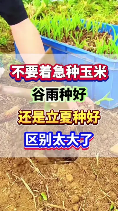 不要着急种玉米！那到底是谷雨种好？还是立夏种好？区别可太大了！#玉米种植 #种玉米 #玉米高产 #玉米种植管理技术 #玉米施肥