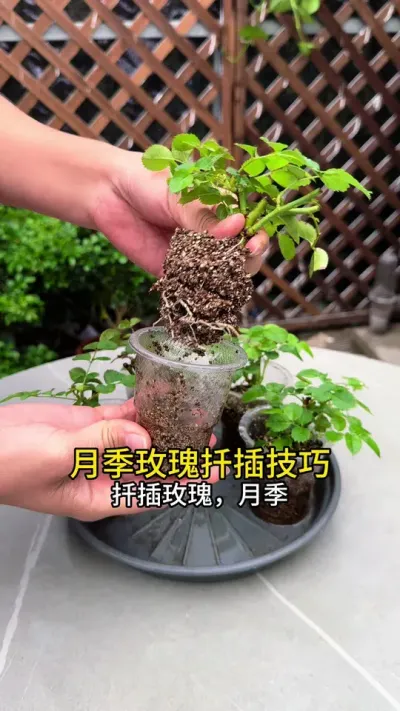 这是我用过扦插月季，玫瑰，长根快，成活率高的方法#月季 #养花小知识 #扦插
