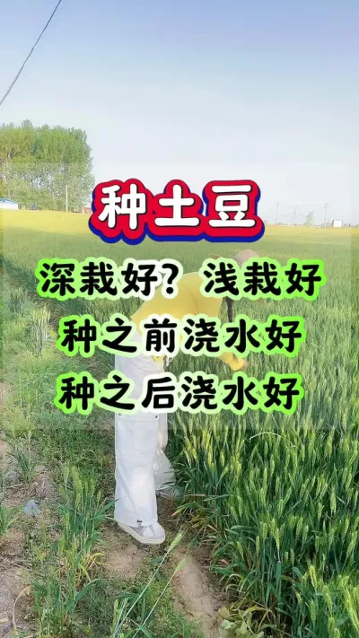 种土豆深栽好浅栽好种之前浇水好种之后浇水好#土豆高产种植 #马铃薯种植 #洋芋种植 #土豆种植技术#三农种植新方案