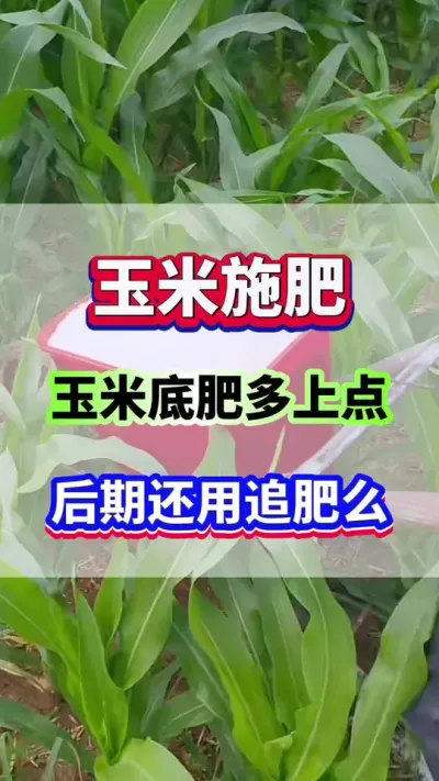 玉米底肥多上点，后期还用追肥么？#玉米种植  #玉米施肥  #种玉米 #玉米金大棒 #玉米高产