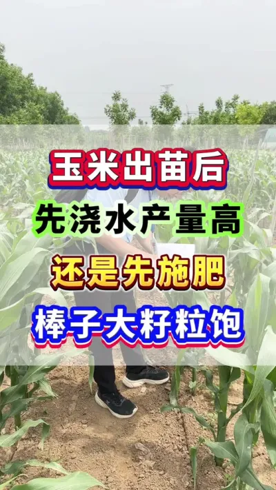 玉米出苗后，先浇水产量高，还是先施肥棒子大籽粒饱？ #玉米种植 #玉米浇水 #玉米施肥 #玉米种植管理技术