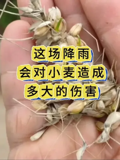 小麦管理 这场降雨对干旱许久的小麦田有危害吗？#小麦 #小麦种植 #小麦管理 #小麦种植管理技术 #小麦高产技术