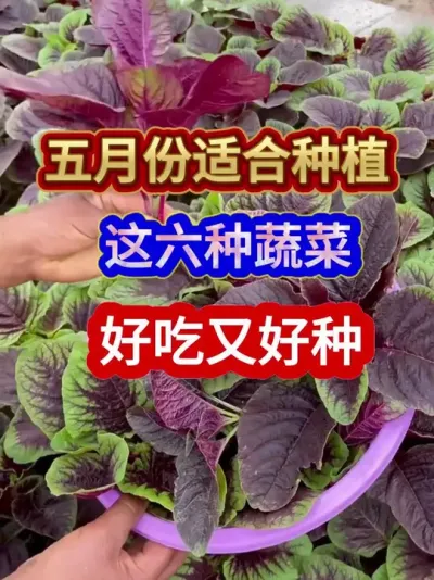 五月份适合种植这六种蔬菜好吃又好种 #蔬菜种植 #蔬菜种植技术 #农业种植 #种植小技巧 #分享农业知识帮农民增产增收