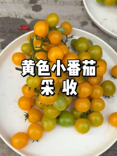 ɫСѲڸзϺ 
