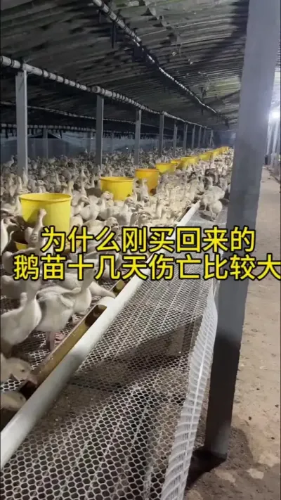 #肉鹅养殖 #科学养鹅 #养鹅流程 #禽病防治 #养鹅技术分享