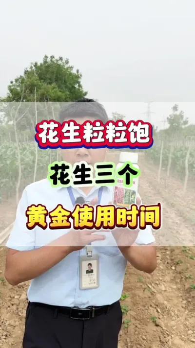 花生增产专用肥的三个黄金使用时间！ #花生种植 #花生高产 #花生种植管理技术 #花生施肥 #花生粒粒饱