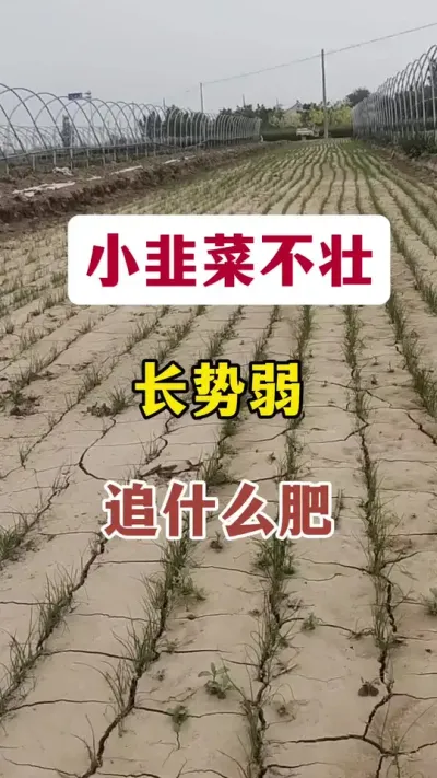 小韭菜不壮，长势弱，追什么肥。#种韭菜 #韭菜种植 #韭菜种植技术 #韭菜追肥 #韭菜施肥