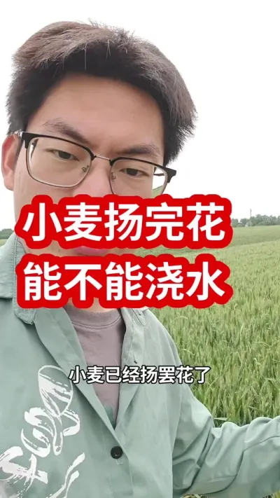 #抖音助农 #农业种植 #小麦种植 #小麦灌浆期管理 #小麦灌浆期浇水 小麦扬完花还能不能浇水。