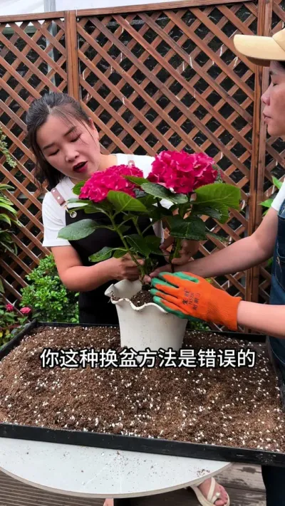 换盆的方法用不对，难怪换一盆死一盆#爱生活爱养花 #花卉绿植 #分享养花经验