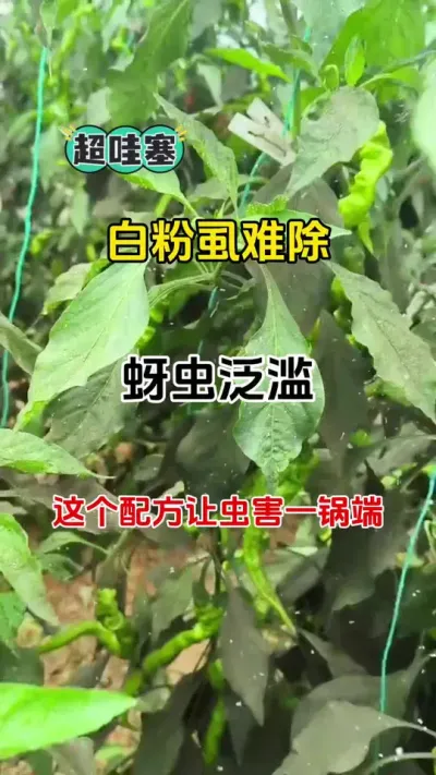 &nbsp;告别白粉虱蚜虫困扰！超实用杀虫方案来了#白粉虱 #蚜虫 #番茄种植 #虫害防治