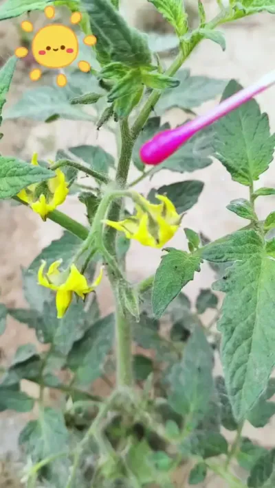 西红柿点花#授粉 #番茄种植技术 #座果灵