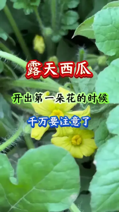 西瓜种植 露天西瓜开出第一朵花的时候千万要注意 #西瓜管理 #西瓜种植 #西瓜高产 #露天西瓜