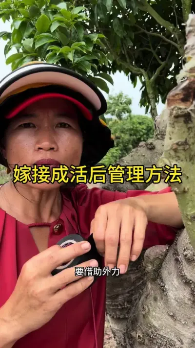 嫁接成活后管理方法#嫁接技术 #果树管理技术 #dou来广东百千万 #来抖音学农技