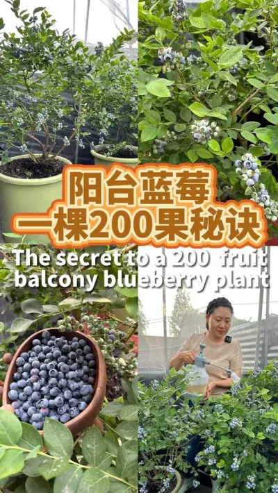 阳台上种2棵蓝莓树，在家实现蓝莓自由 分享整个蓝莓的种植过程，做好这关键的三点#果树盆栽 #蓝莓种植 #阳台种植 #种植小技巧 #蓝莓熟了