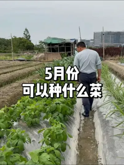 五月份可以种什么菜 