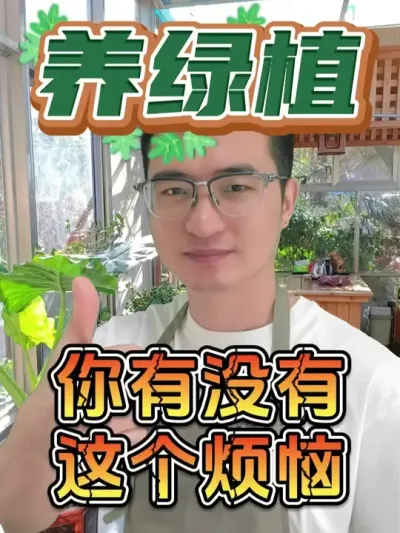养绿植你有没有这个懊恼？ #养花  #叶片清洁  #除污亮叶