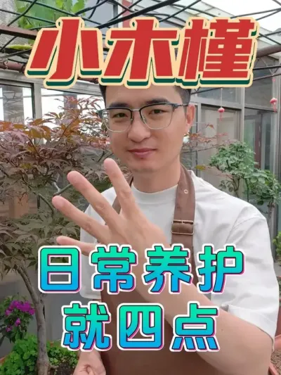小木槿如何养护？记住这四点就可以了！ #养花  #小木槿  #养花小技巧
