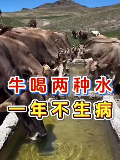 牛喝两种水一年不生病 #养牛人 #三农 #养牛 #养殖